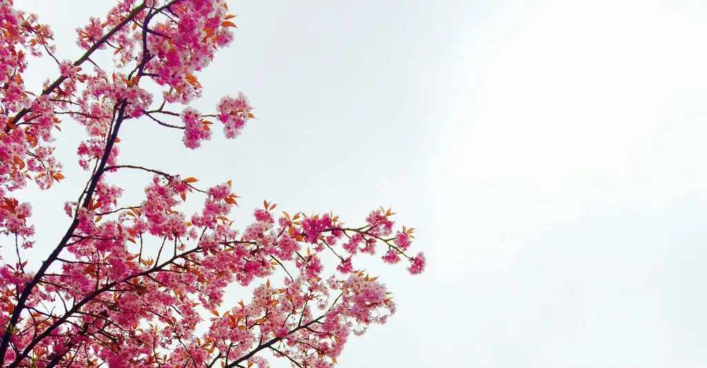 Blossoms