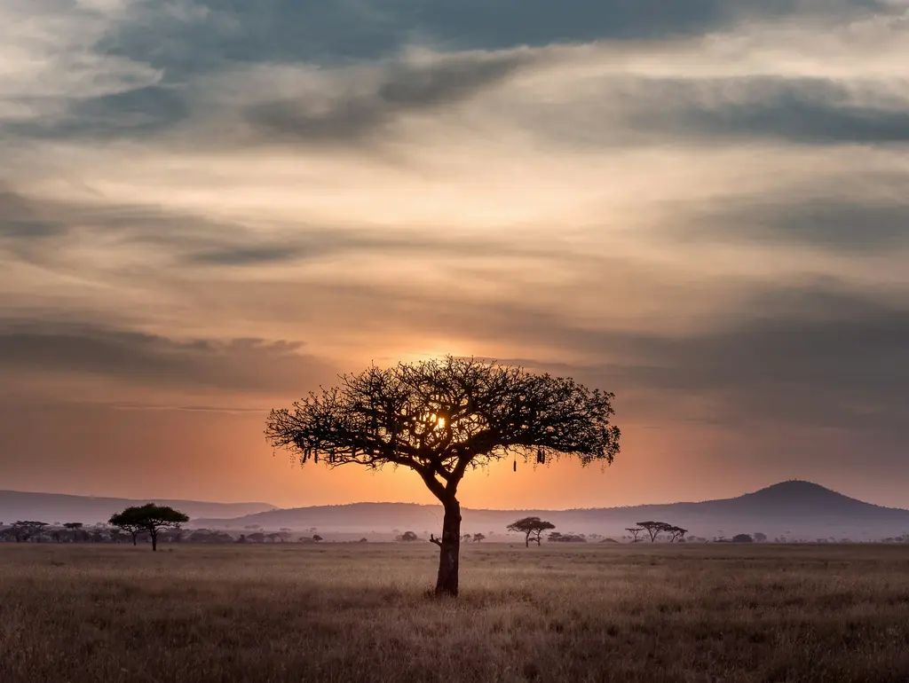 Solitary tree silhouetted against golden sunset sky over African savanna.