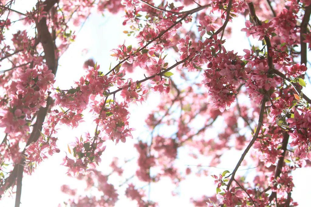 Vibrant cherry blossom tree branches in full bloom, with delicate pink flowers covering the tree.