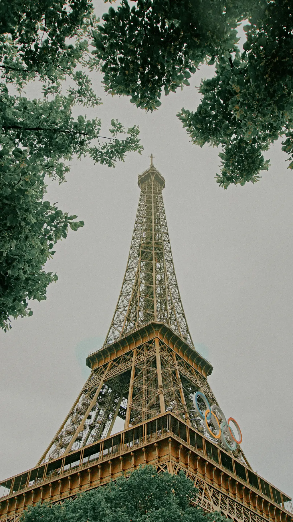 Eiffel Tower in Paris, France, with foliage framing the iconic wrought-iron structure.